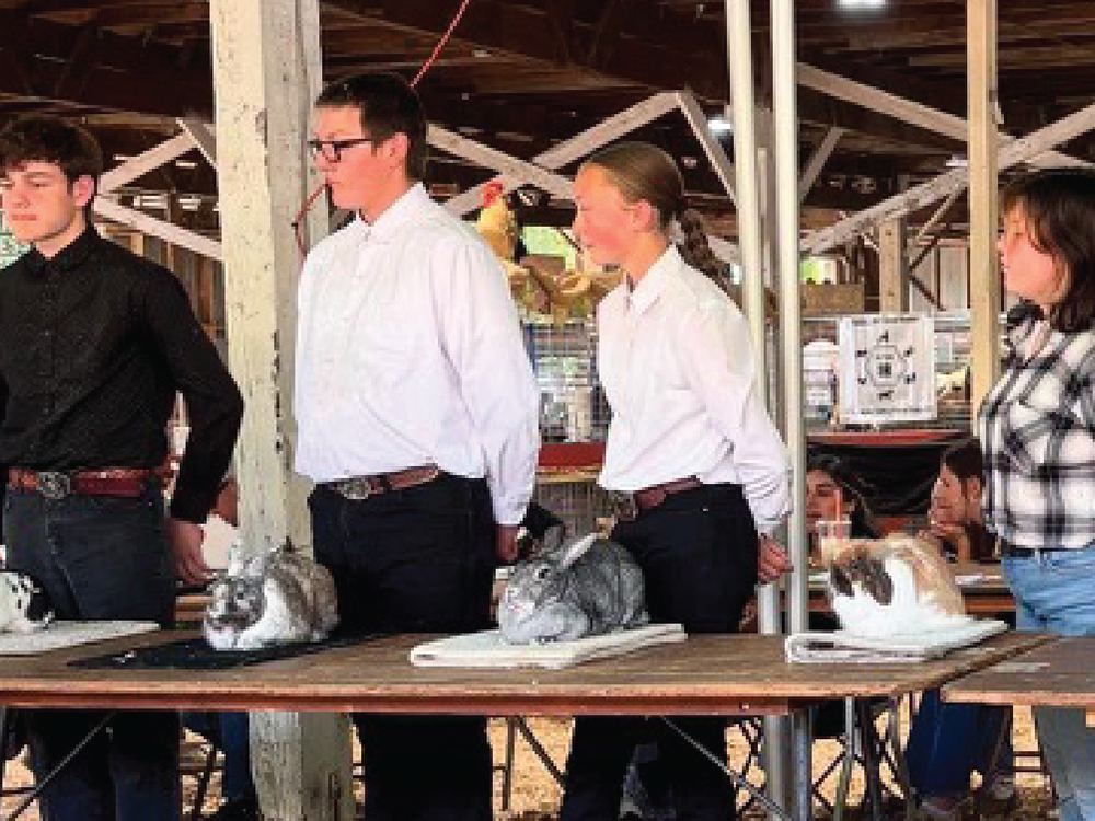 Young 4-H exhibitors presenting their rabbits during a showmanship class