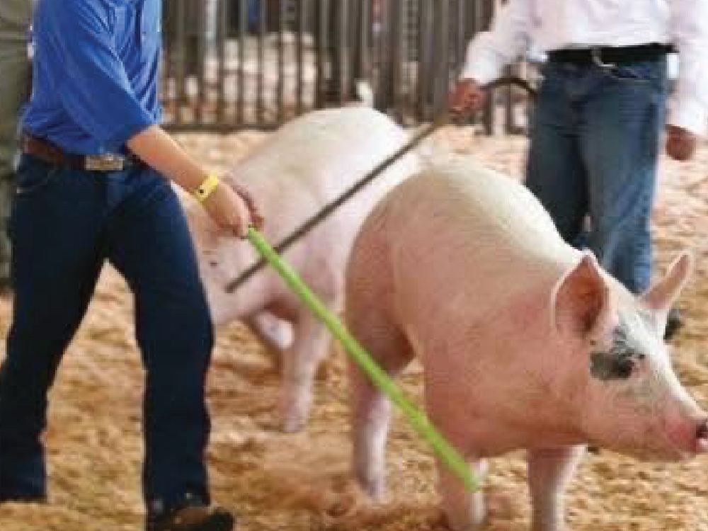 A youth exhibitor guiding his hog in the show ring at the Polk County Fair